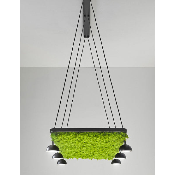 Cupolina 6lt Pendant Light